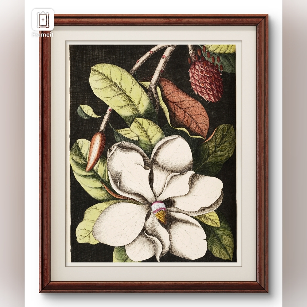 Laurel Tree Magnolia Art Print